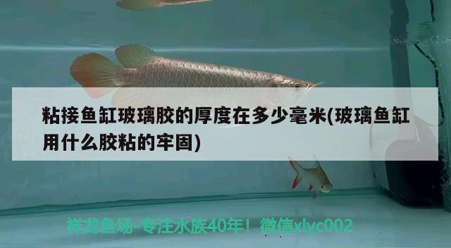 粘接魚缸玻璃膠的厚度在多少毫米(玻璃魚缸用什么膠粘的牢固) 薩伊藍魚