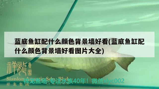 藍(lán)底魚缸配什么顏色背景墻好看(藍(lán)底魚缸配什么顏色背景墻好看圖片大全) 紅勾銀版魚