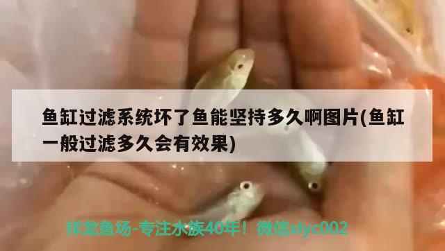 魚缸過(guò)濾系統(tǒng)壞了魚能堅(jiān)持多久啊圖片(魚缸一般過(guò)濾多久會(huì)有效果) 紅龍福龍魚