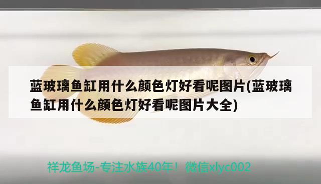 藍(lán)玻璃魚缸用什么顏色燈好看呢圖片(藍(lán)玻璃魚缸用什么顏色燈好看呢圖片大全)