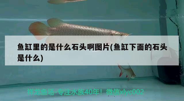 魚缸里的是什么石頭啊圖片(魚缸下面的石頭是什么) 戰(zhàn)車紅龍魚