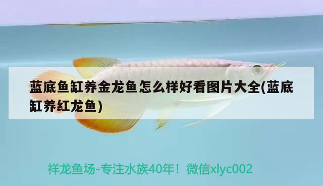 藍底魚缸養(yǎng)金龍魚怎么樣好看圖片大全(藍底缸養(yǎng)紅龍魚) 金頭過背金龍魚