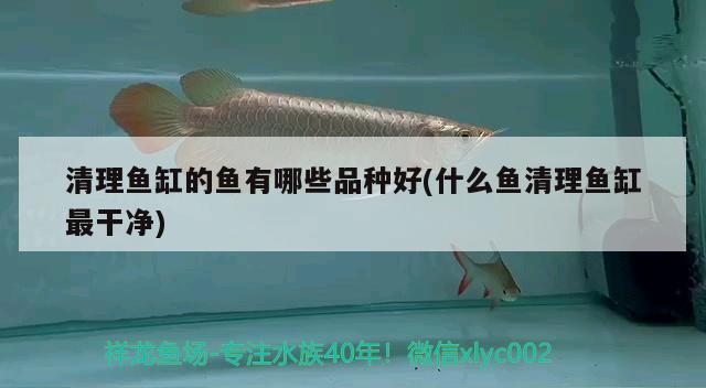 清理魚缸的魚有哪些品種好(什么魚清理魚缸最干凈) 養(yǎng)魚的好處