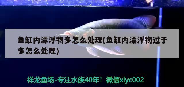 魚(yú)缸內(nèi)漂浮物多怎么處理(魚(yú)缸內(nèi)漂浮物過(guò)于多怎么處理) 魚(yú)糧魚(yú)藥 第2張