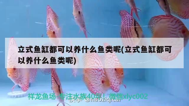 立式魚缸都可以養(yǎng)什么魚類呢(立式魚缸都可以養(yǎng)什么魚類呢) 藍底過背金龍魚