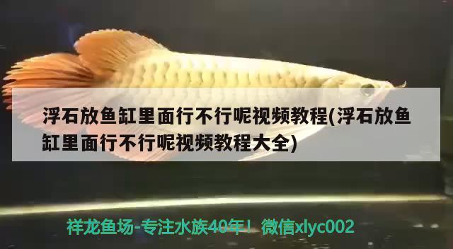 浮石放魚缸里面行不行呢視頻教程(浮石放魚缸里面行不行呢視頻教程大全)