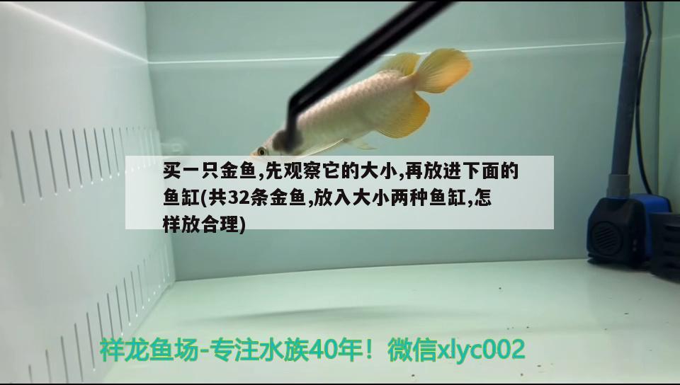 買一只金魚,先觀察它的大小,再放進(jìn)下面的魚缸(共32條金魚,放入大小兩種魚缸,怎樣放合理) 噴點(diǎn)菠蘿魚