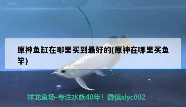 原神魚缸在哪里買到最好的(原神在哪里買魚竿) 垂釣樂園