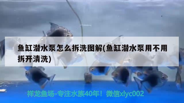 魚缸潛水泵怎么拆洗圖解(魚缸潛水泵用不用拆開清洗) 一眉道人魚