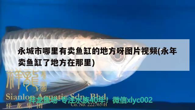 永城市哪里有賣魚缸的地方呀圖片視頻(永年賣魚缸了地方在那里) 麥肯斯銀版魚