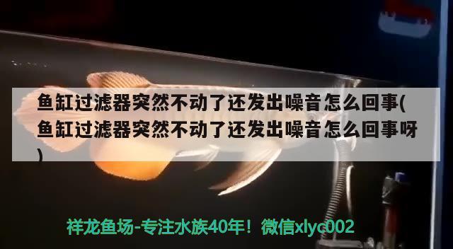 魚缸過濾器突然不動了還發(fā)出噪音怎么回事(魚缸過濾器突然不動了還發(fā)出噪音怎么回事呀) 高背金龍魚