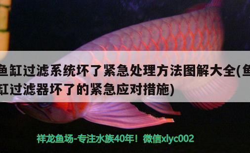 魚缸過濾系統(tǒng)壞了緊急處理方法圖解大全(魚缸過濾器壞了的緊急應(yīng)對措施)