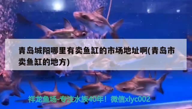 青島城陽哪里有賣魚缸的市場地址啊(青島市賣魚缸的地方) 印尼虎苗