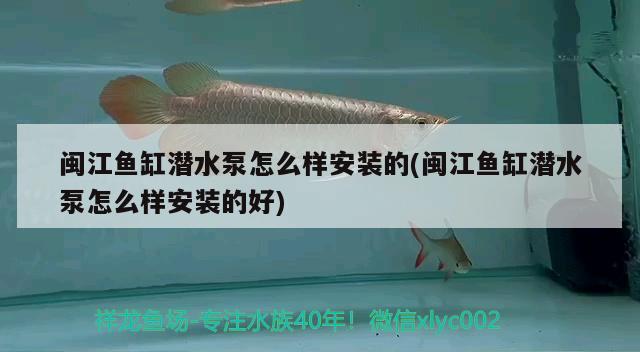 閩江魚(yú)缸潛水泵怎么樣安裝的(閩江魚(yú)缸潛水泵怎么樣安裝的好) 黑白雙星魚(yú)