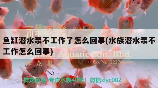 魚(yú)缸潛水泵不工作了怎么回事(水族潛水泵不工作怎么回事)