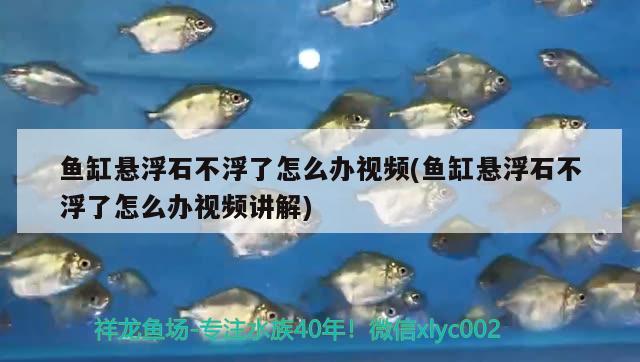 魚缸懸浮石不浮了怎么辦視頻(魚缸懸浮石不浮了怎么辦視頻講解) 生態(tài)瓶/創(chuàng)意缸/桌面微景缸