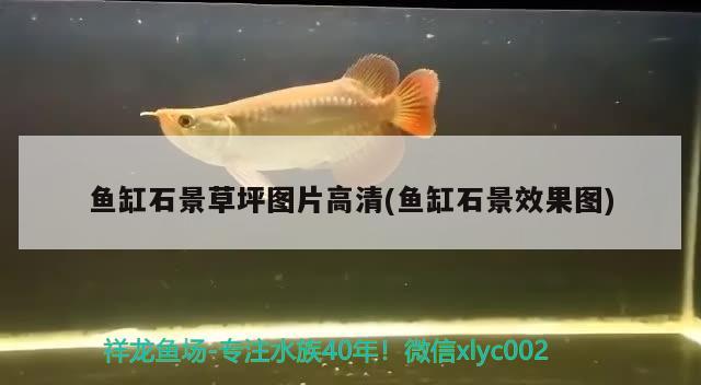 魚缸石景草坪圖片高清(魚缸石景效果圖)