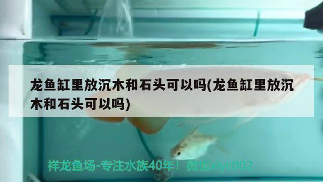 龍魚缸里放沉木和石頭可以嗎(龍魚缸里放沉木和石頭可以嗎)