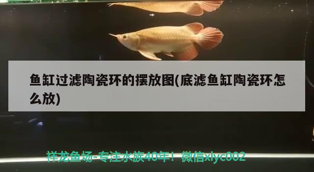 魚缸過濾陶瓷環(huán)的擺放圖(底濾魚缸陶瓷環(huán)怎么放)