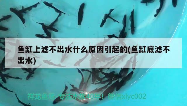 魚缸上濾不出水什么原因引起的(魚缸底濾不出水)