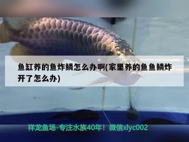 魚缸養(yǎng)的魚炸鱗怎么辦啊(家里養(yǎng)的魚魚鱗炸開了怎么辦)