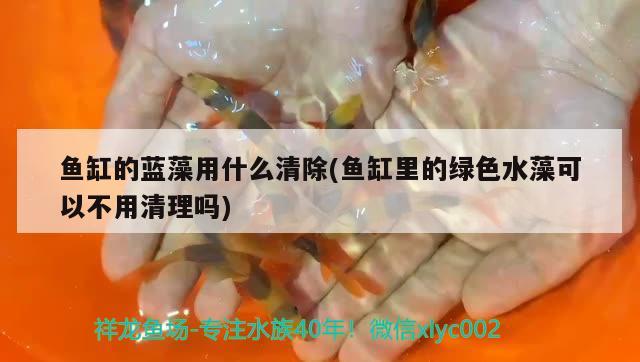 魚缸的藍藻用什么清除(魚缸里的綠色水藻可以不用清理嗎) 潛水泵