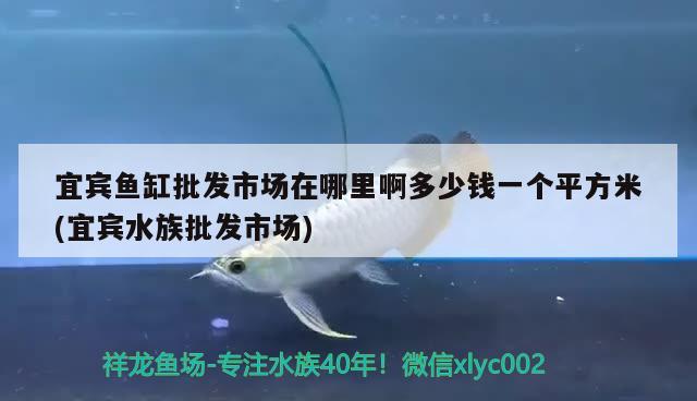 宜賓魚缸批發(fā)市場(chǎng)在哪里啊多少錢一個(gè)平方米(宜賓水族批發(fā)市場(chǎng)) 觀賞魚水族批發(fā)市場(chǎng)