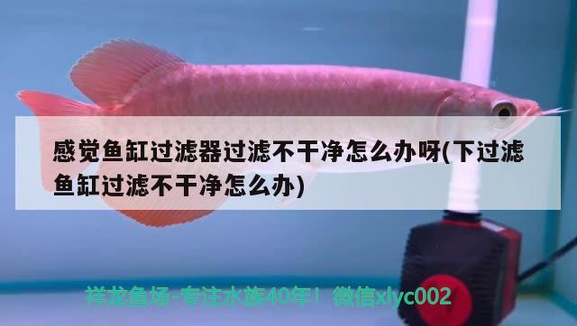 感覺魚缸過濾器過濾不干凈怎么辦呀(下過濾魚缸過濾不干凈怎么辦)