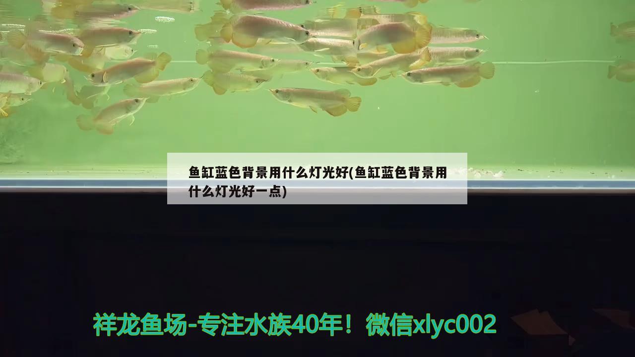 魚缸藍(lán)色背景用什么燈光好(魚缸藍(lán)色背景用什么燈光好一點(diǎn)) 大正錦鯉魚