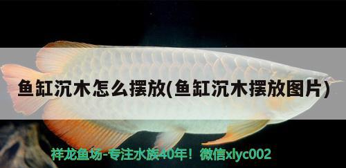 魚缸沉木怎么擺放(魚缸沉木擺放圖片) 超血紅龍魚