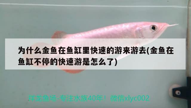 為什么金魚(yú)在魚(yú)缸里快速的游來(lái)游去(金魚(yú)在魚(yú)缸不停的快速游是怎么了) 祥龍金禾金龍魚(yú)