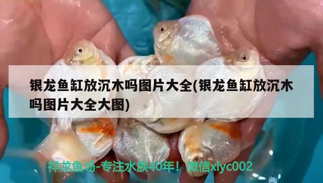 銀龍魚缸放沉木嗎圖片大全(銀龍魚缸放沉木嗎圖片大全大圖) 銀龍魚