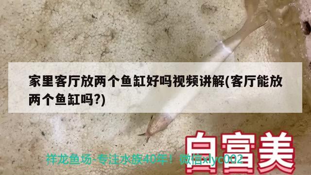 家里客廳放兩個魚缸好嗎視頻講解(客廳能放兩個魚缸嗎?) 祥龍進口元寶鳳凰魚