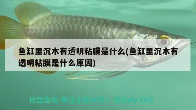 魚缸里沉木有透明粘膜是什么(魚缸里沉木有透明粘膜是什么原因) 野彩魚