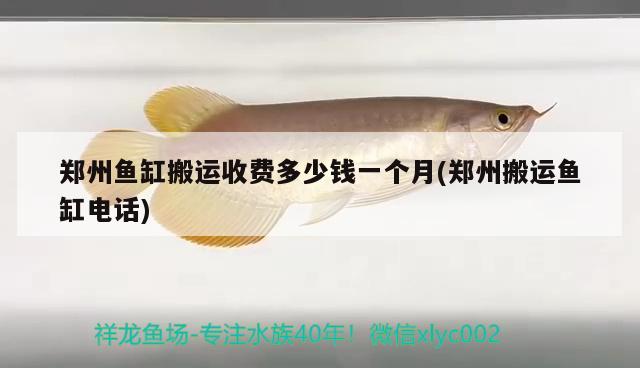 鄭州魚缸搬運收費多少錢一個月(鄭州搬運魚缸電話) 黃金達摩魚