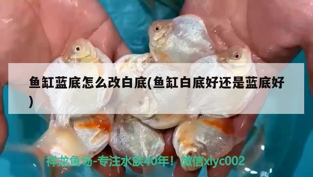 魚缸藍(lán)底怎么改白底(魚缸白底好還是藍(lán)底好)