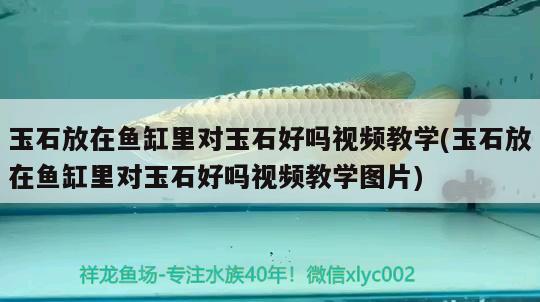 玉石放在魚(yú)缸里對(duì)玉石好嗎視頻教學(xué)(玉石放在魚(yú)缸里對(duì)玉石好嗎視頻教學(xué)圖片) 進(jìn)口元寶鳳凰魚(yú)