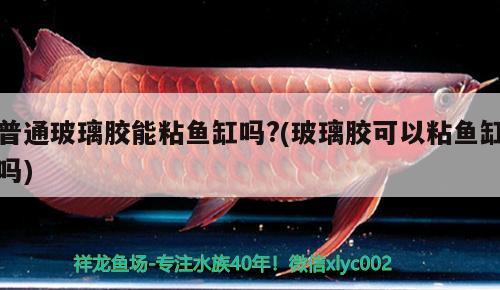 普通玻璃膠能粘魚缸嗎?(玻璃膠可以粘魚缸嗎)