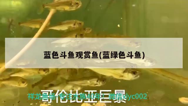 藍色斗魚觀賞魚(藍綠色斗魚)