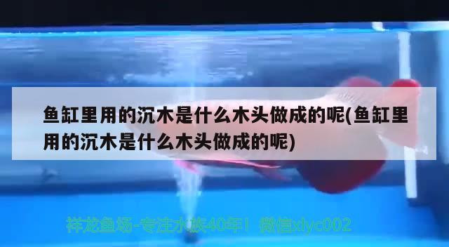 魚缸里用的沉木是什么木頭做成的呢(魚缸里用的沉木是什么木頭做成的呢) 非洲象鼻魚