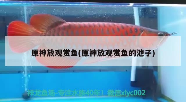 原神放觀賞魚(原神放觀賞魚的池子) 古典過背金龍魚