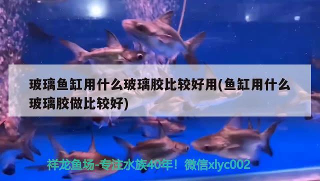 玻璃魚缸用什么玻璃膠比較好用(魚缸用什么玻璃膠做比較好) 粗線銀版魚