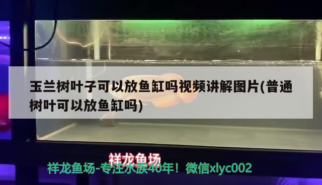 玉蘭樹葉子可以放魚缸嗎視頻講解圖片(普通樹葉可以放魚缸嗎)