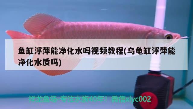 魚缸浮萍能凈化水嗎視頻教程(烏龜缸浮萍能凈化水質(zhì)嗎)