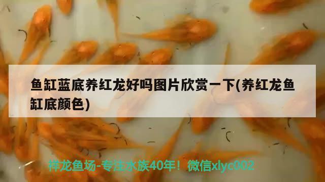 魚缸藍(lán)底養(yǎng)紅龍好嗎圖片欣賞一下(養(yǎng)紅龍魚缸底顏色)