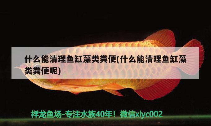 什么能清理魚缸藻類糞便(什么能清理魚缸藻類糞便呢) 斑馬鴨嘴魚