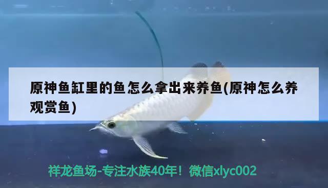 原神魚(yú)缸里的魚(yú)怎么拿出來(lái)養(yǎng)魚(yú)(原神怎么養(yǎng)觀賞魚(yú))