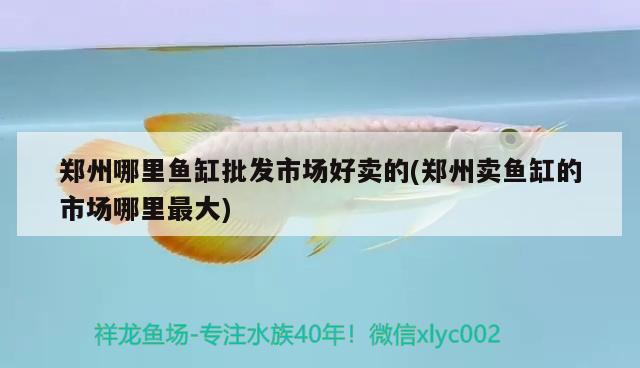 鄭州哪里魚缸批發(fā)市場(chǎng)好賣的(鄭州賣魚缸的市場(chǎng)哪里最大) 粗線銀版魚