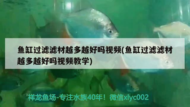 魚缸過濾濾材越多越好嗎視頻(魚缸過濾濾材越多越好嗎視頻教學(xué)) 細(xì)線銀版魚