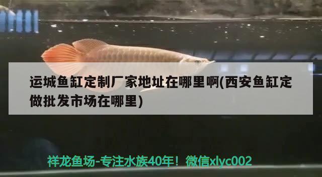 運(yùn)城魚缸定制廠家地址在哪里啊(西安魚缸定做批發(fā)市場在哪里) 紅尾平克魚